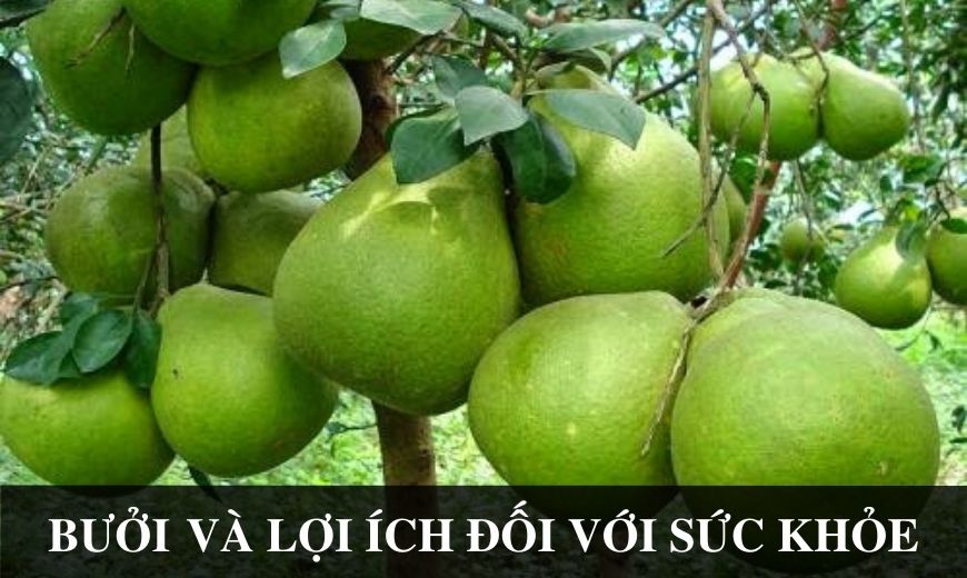 Bưởi và những công dụng tuyệt vời với sức khỏe con người