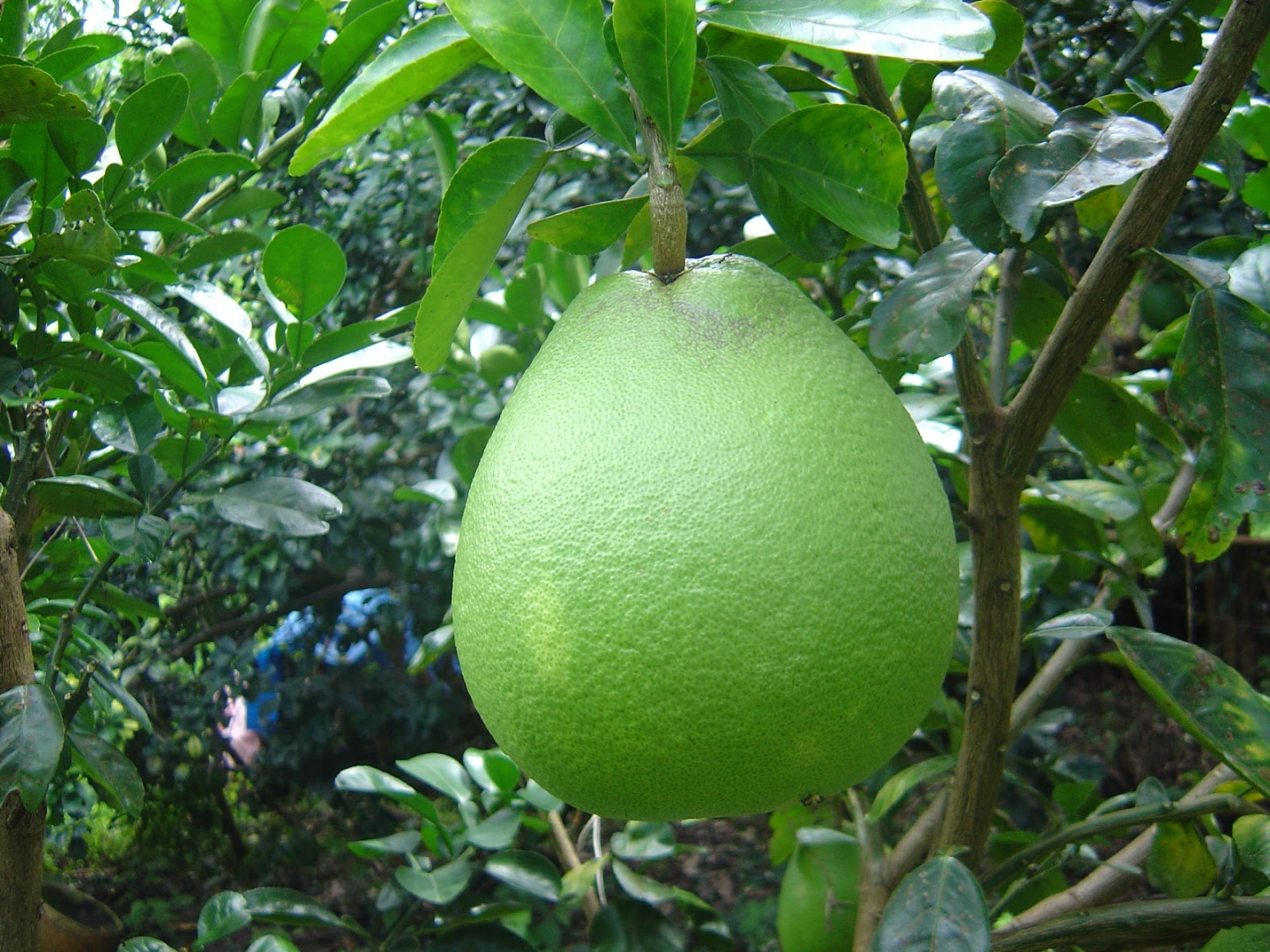 3 Công dụng bạn không nên bỏ lỡ từ bưởi năm roi