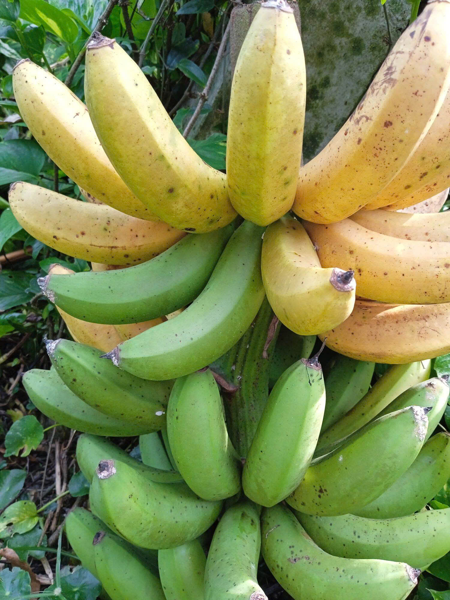 Chuối nàng tiên / Nang Tien Banana