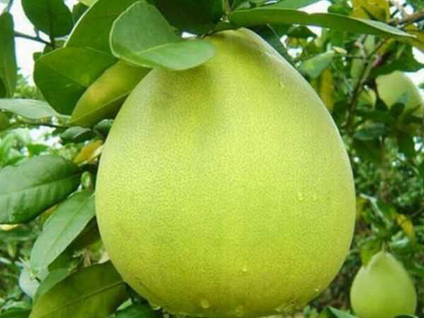 Bưởi năm roi